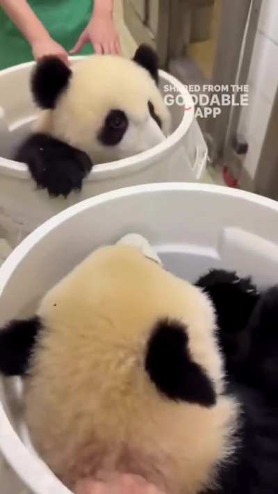 baby pandas in rolling buckets