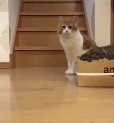 the cat train