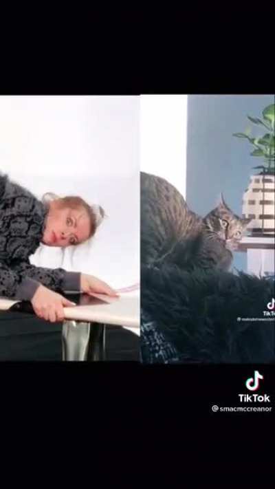 Become cat