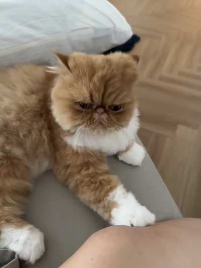 Croissant gets pets