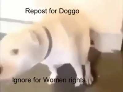 Dogguinho do bem galera