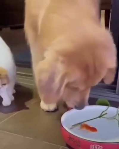 Doggo rescue