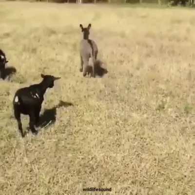 Heard Reddit Likes When You Show A Little Ass