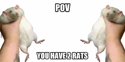 Rat. Rat.
