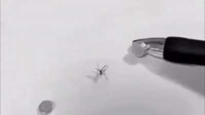 A pincer attack?
