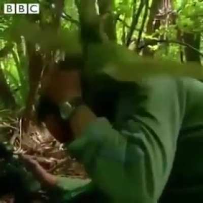 Hot Jungle