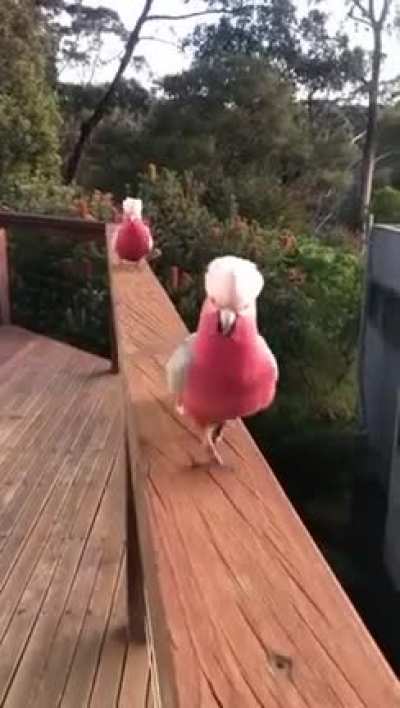 Poultry in Motion