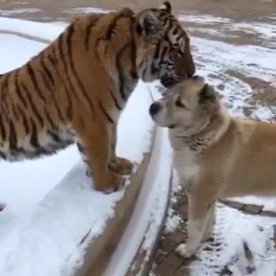 Tiger kisses like no others (X-post /r/aww)
