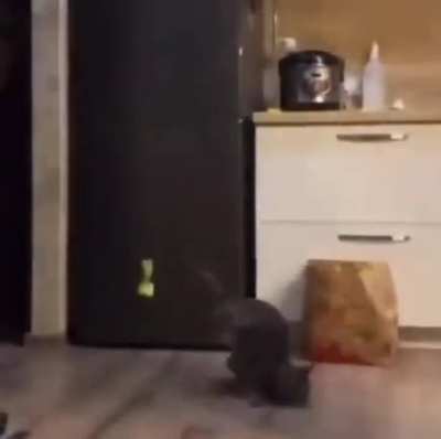 Breakdancing Cat