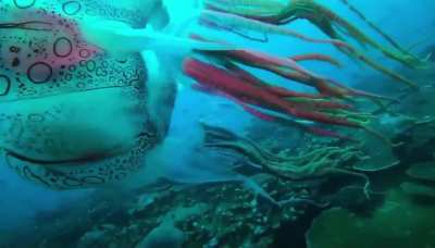 🔥 Only seen once before , the chirodectes macularus , one of the rarest animal sightings ever