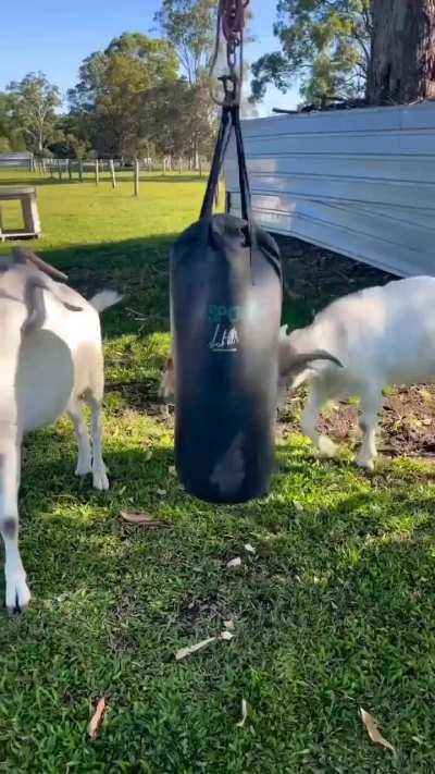Charlie the goat vs. Punching bag