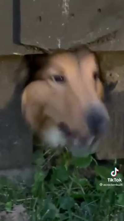 Dog did not like fighting