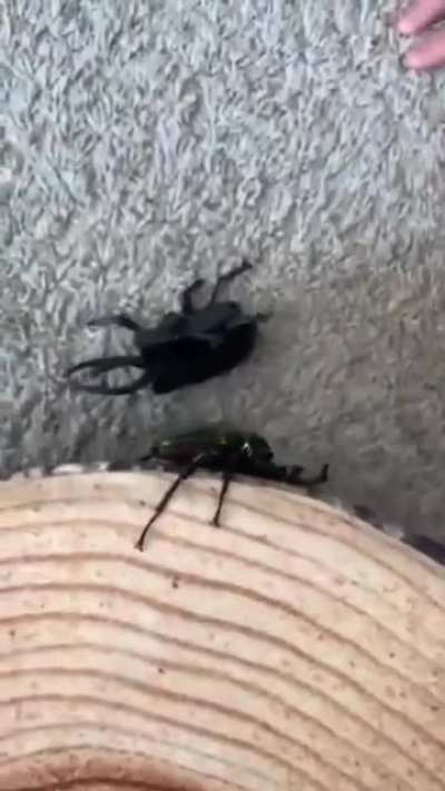 Bug
