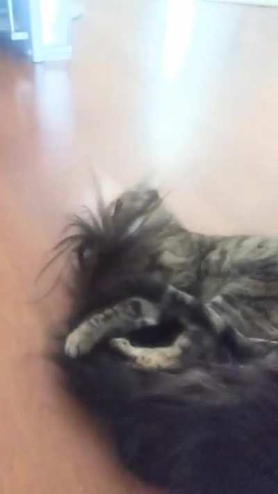 My Dad's cats love to play in his Dog's fur, Dog doesn't care at all.