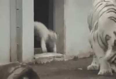 Just playing!