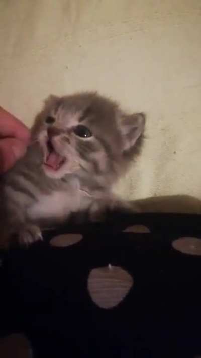 My trash baby. Still super smoll and fragile, weighs half of what he should for his age. I wake up every 1-2 hours to feed him and check upon him. But on his way to become big and healthy cat :)