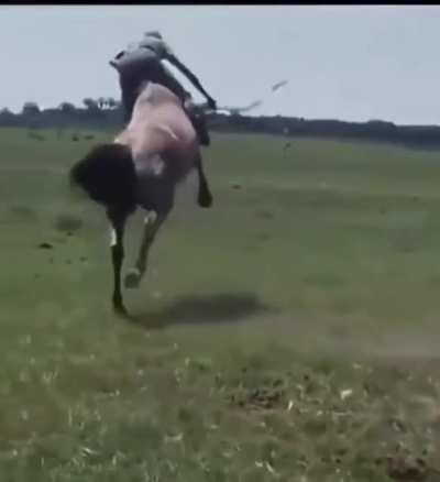 This horse made this man rotate around it
