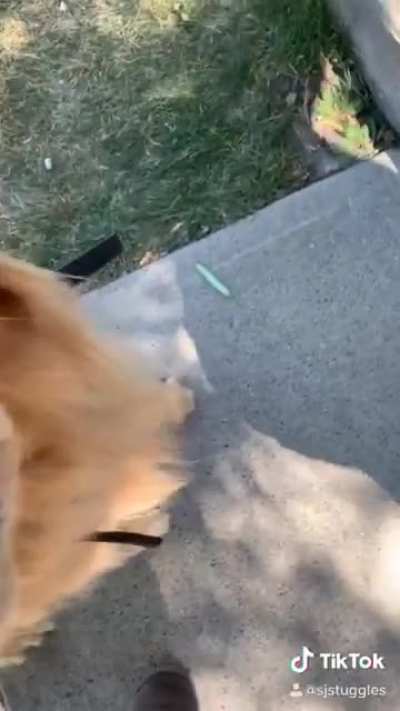 Does dog eat caterpillar?