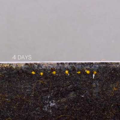 This is how cherry tomato seeds grow