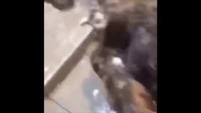 Monke shower