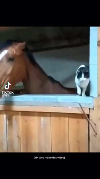 Cat didn’t even see it coming