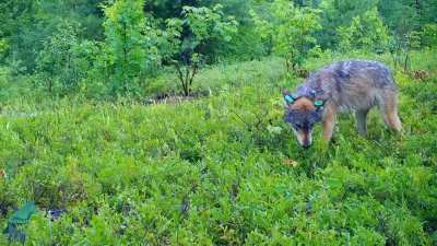 Gray Wolves eating Blueberries; Wolves actually covet berries and other fruits, during their growing seasons berries can make up 80% of wolf packs' diet.