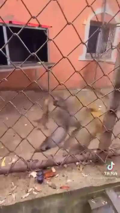 This rude monke strikes again