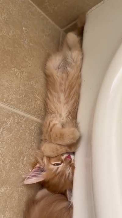 When you find your kittens in unexpected places