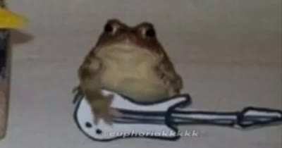 Sapo