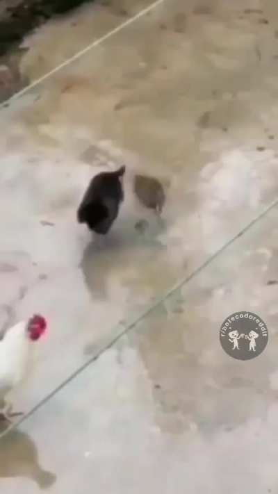 🐓 X 🐭 