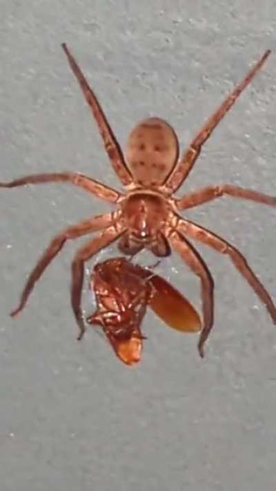 Spider feasting on cockroach head in my backyard (Straya)