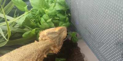 This plant got munched within 30 seconds of planting! She came running from the opposite side of her tank for it!