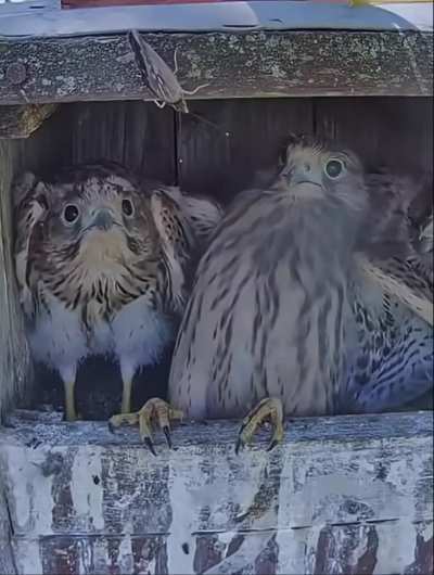 🔥 Young Kestrels see a Butterfly for the first time
