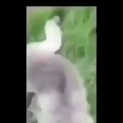 MACACO