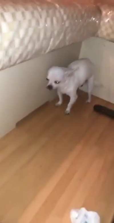 Doggo ate the whatagra?