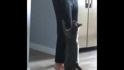 My boyfriend began using his nasal voice to mock our cat.
