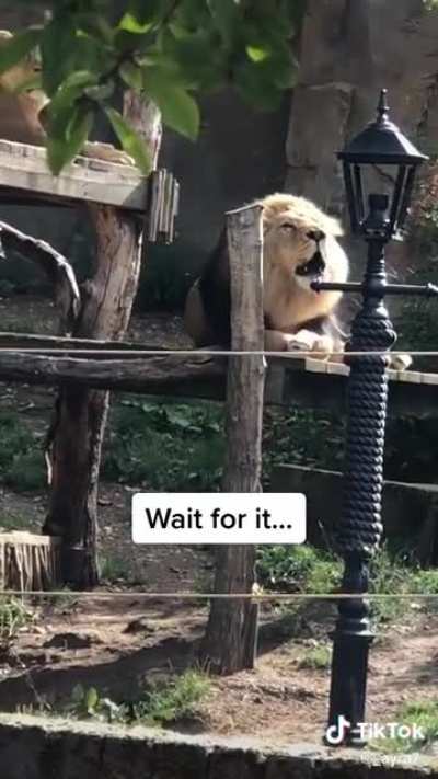 RAWR