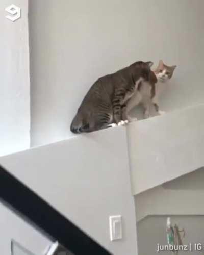 Excuse meow!! What the fluff