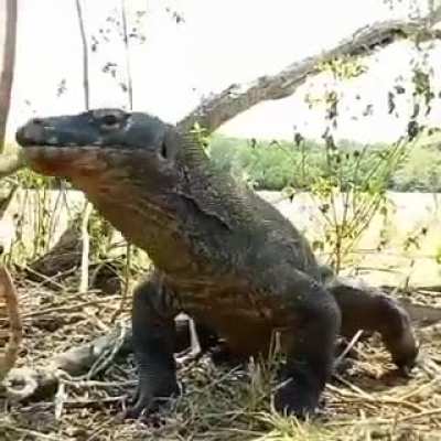 Godzilla vs Monke bad ending