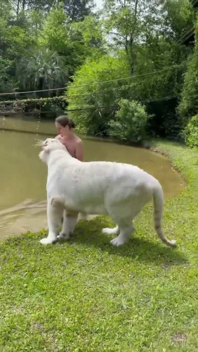 🔥 Meet Ram, a 7-yo snow white Bengal tiger