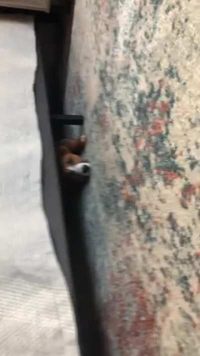 Puppy Attack