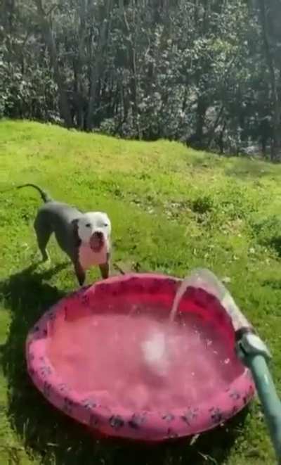 There are two types of dogs