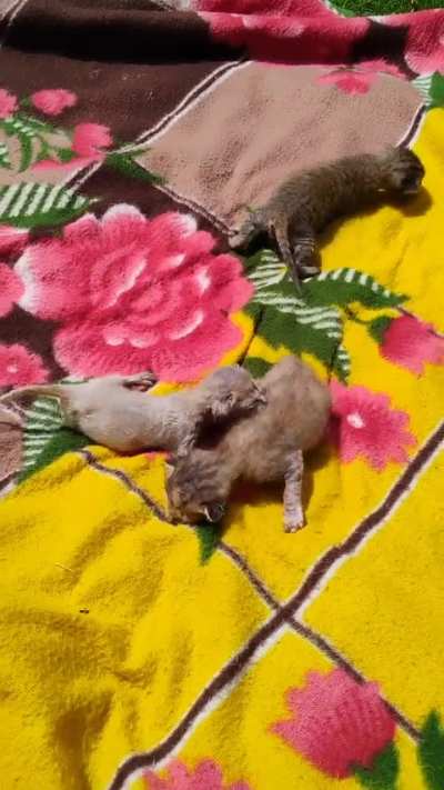 Update on Stray Motherless kittens