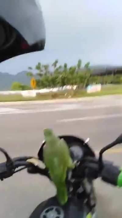 Birb is enjoying a bike ride...