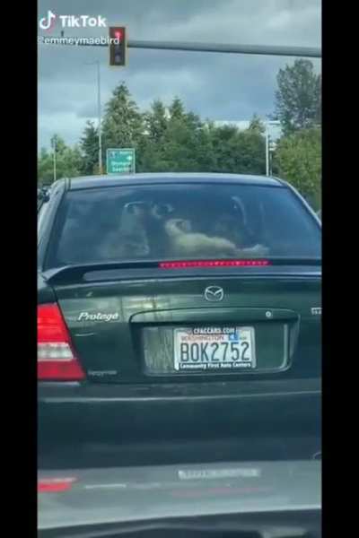 Car full of cuties