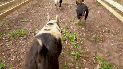 'THE WOOD' Trailer - New PIG Racing Racetrack 🐷🏁🏆