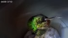 Snoring Hummingbird