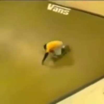 Have a monke video