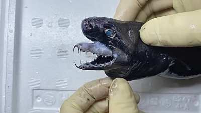 The sizable, arched jaws of the crocodile shark can be protruded beyond the tip of the snout and contain large teeth, shaped like spikes in the front and knives on the sides