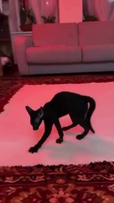 Demon cat